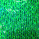 lycra FUNNY GREEN SHINE
